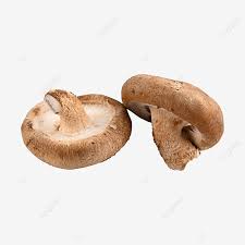 Check spelling or type a new query. Gambar Cendawan Shiitake Cendawan Sedap Cendawan Shiitake Kulat Cendawan Png Dan Clipart Untuk Muat Turun Percuma