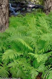 Image result for Arthropteris charletiana