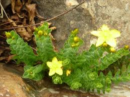 Image result for Hypericum aethiopicum