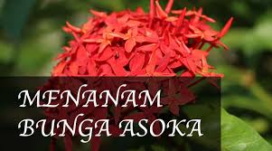 Di indonesia, dikenal dua jenis bunga asoka, yakni pohon asoka yang tumbuh menjulang tinggi tanpa ranting atau disebut juga glodokan tiang (polyalthia longifolia) dan asoka biasa (polyalthia sp.) yang memiliki ranting dan berdaun runcing. Cara Menanam Bunga Asoka Panduan Lengkap Kutanam