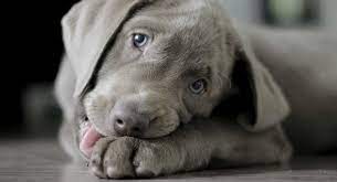 Silver lab puppies for sale in new england. Are Silver Labs English Or American Origin Facts