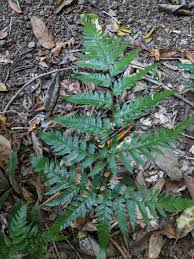 Image result for Pellaea longipilosa