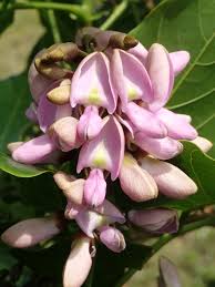 Image result for Millettia makondensis