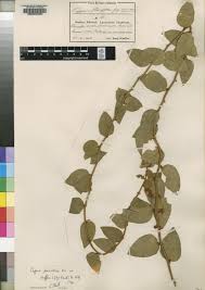 Image result for Capparis fascicularis