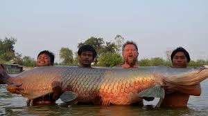 Maybe you would like to learn more about one of these? Ini Alasan Ikan Arapaima Tak Boleh Ada Di Perairan Indonesia Lifestyle Fimela Com