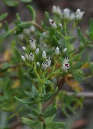 Image result for Crassula sarcocaulis