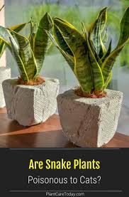 Are Snake Plants Poisonous To Cats Plantcaretoday In 2020 Plants Snake Plant Easy Plants To Grow