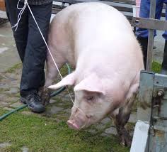 Lợn nh&agrave; &ndash; Wikipedia tiếng Việt