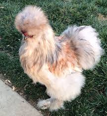 Silkie Cuckoo And Sizzle Frizzle Roosters Frizzle Chickens Fancy Chickens Silkie Chickens