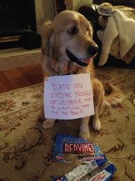 Clueless Animal Shaming Dog Shaming Cute Dogs