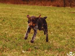 Image result for český fousek stavba těla