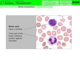 Check spelling or type a new query. Microscope Drawing Of Blood Smear Ppt Video Online Download