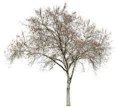 Platanus Occidentalis Winter Deciduous Trees Tree Tree Textures