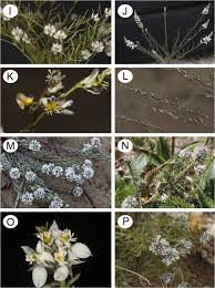 Image result for Polygalaceae