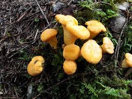 Denn pfifferlinge sind reine wildpilze und diese können (wie auch der steinpilz und viele andere) nicht gezüchtet werden. Pilze Beeren Zillertal Net C