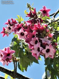 Image result for Brachychiton