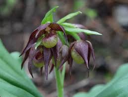 Image result for Clerodendrum fasciculatum