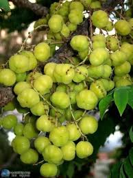 Cambodian Sour Fruit Exotische Fruchte Exotische Fruchte