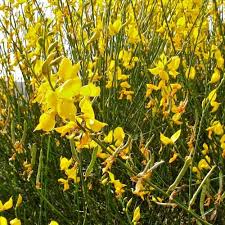 Image result for Spartium