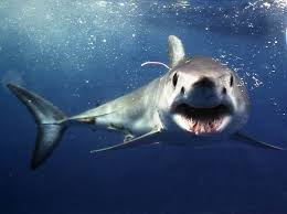 Shark mako zum kleinen preis. Lets Talk About The Shortfin Mako Shark In False Bay