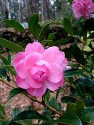 Camellia Montironi Rosea Flowers Plants Camellia