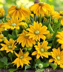 Rudbeckia Sunbeckia Ophelia Top Qualitat Baldur Garten In 2020 Pflanzen Gartenbeet Gartentipps