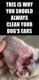 Why You Should Clean Your Dog S Ears And How To Do It Correctly Dog Ear Cleaning Dogs Ears Dogs Ears Infection