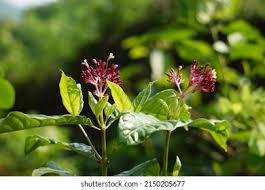 Image result for Rauvolfia nana