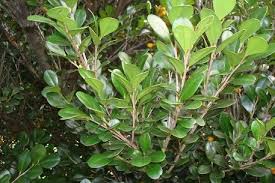Image result for Diospyros ferrea