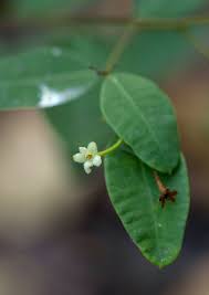 Image result for Synaptolepis alternifolia