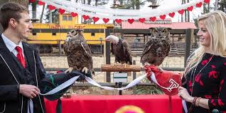 Owl you need is love: Stella and Sherlock's wedding