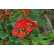 Image result for Bauhinia galpinii