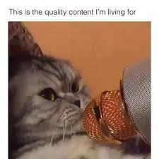 Watch Till End Watch Watches Kittens Cutest Funny Cat Memes Cool Cats