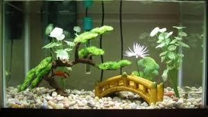Betta Fish Tank Setup A Detailed Guide For Beginners Fish Care