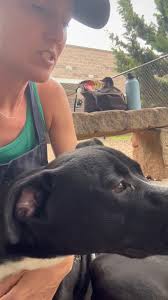 Update 8/14/25: Phillip safe with foster and available for adoption!!!!,  ‼️‼️‼️‼️Phillip‼️‼️‼️‼️ is at Dekalb County Animal Services and he’s