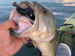 Swing Heads The Cure For Summer Bassin Blues Basstrail