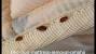 How To Tell If Furniture Has Bed Bugs