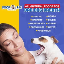 THE BEST 10 PET TRAINING near COOLIDGE, AZ 85128