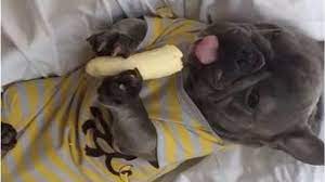 4 14 7 52 9 40 french bulldog funny bulldog funny french bulldog