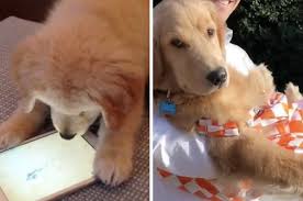 Golden retriever dog training in virginia. 19 Golden Retrievers To Remind You Of The Good In The World