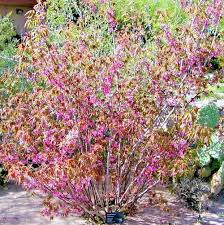 Image result for Kotschya speciosa