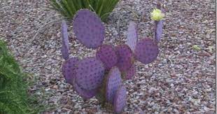 Nopal Morado Unico En Su Tipo Endemico De La Zona Del Silencio Mexico