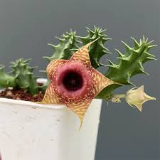 Image result for Huernia levyi
