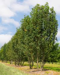 Image result for Amelanchier alnifolia