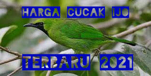 Maybe you would like to learn more about one of these? Kisaran Terkini Harga Cucak Ijo Di Pembuka Tahun 2021