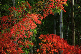 鮮やかな紅葉と竹につつまれた京都の竹の寺 地蔵院 紅葉 景色 紅葉 絶景 紅葉