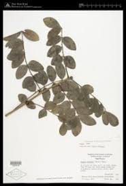 Image result for Zanthoxylum chalybeum