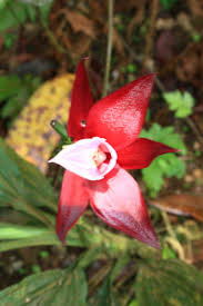 Image result for Phaius occidentalis