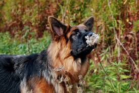 I have owned and lived with german shepherds for over 20 years. Long Haired German Shepherd Your Next Best Friend Shepherd Sense