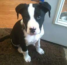 We did not find results for: 12 Unreal Border Collie Cross Breeds You Have To See To Believe American Pitbull Terrier Pitbull Terrier Pitbull Mix Puppies